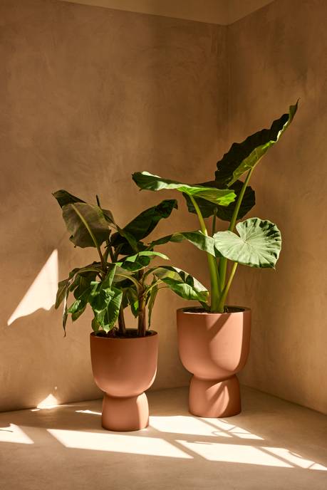 amber coupe 41cm karamell